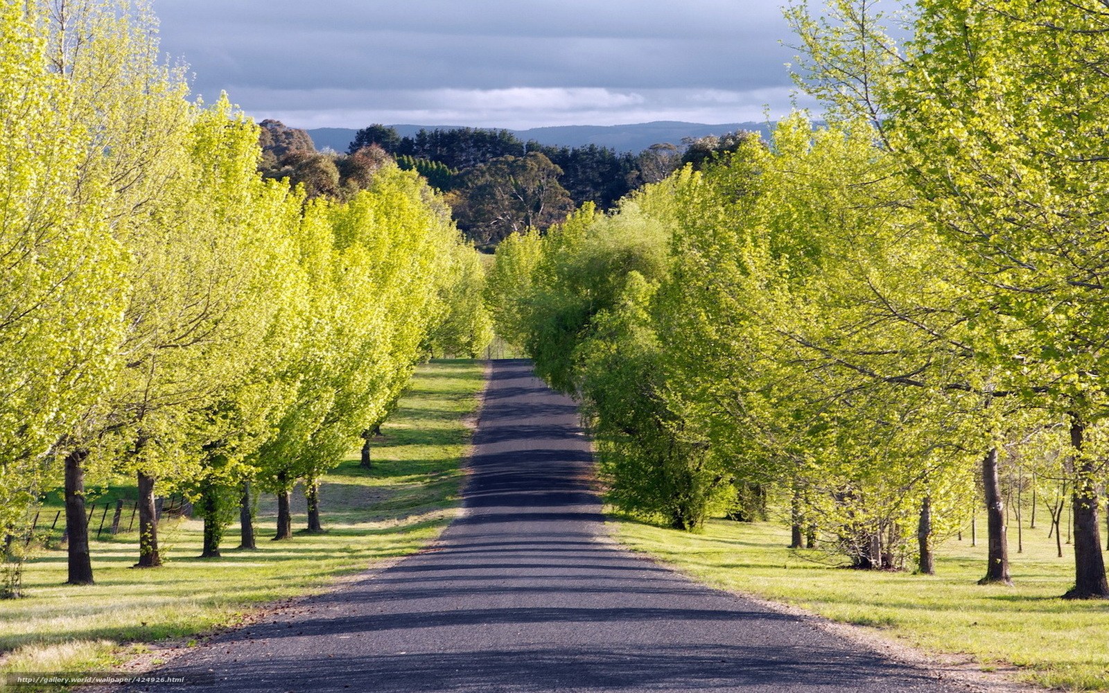 Tree-lined road in countryside