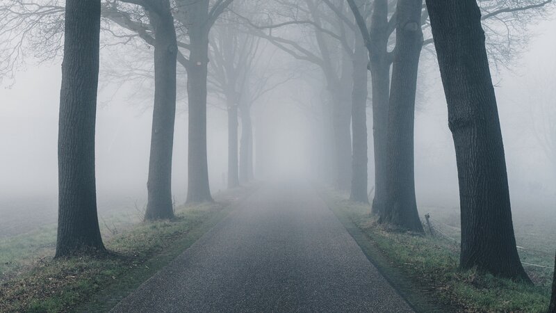 Tree-lined Road in Fog — Gray