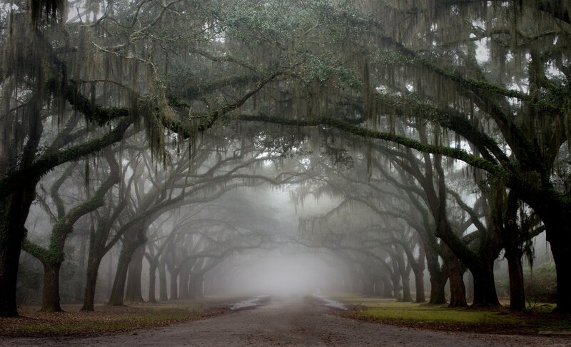 Tree-lined Road in Fog — Green, Misty