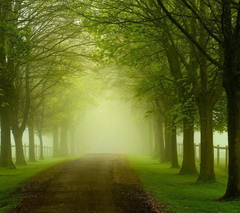 Tree-lined Road in Fog — Green, Serene, Morning, Photograph