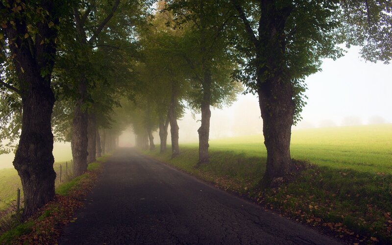 Tree-lined Road in Fog — Green, Serene, Morning, Photograph, Trees, Field