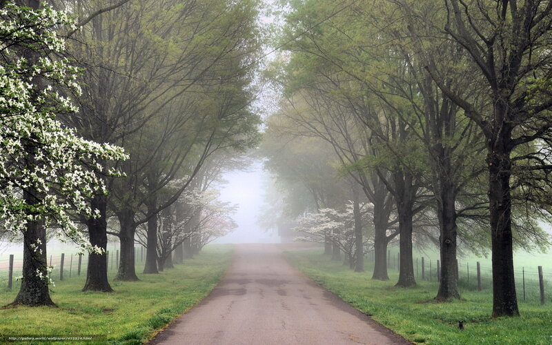 Tree-lined Road in Fog — Green, Serene, Morning