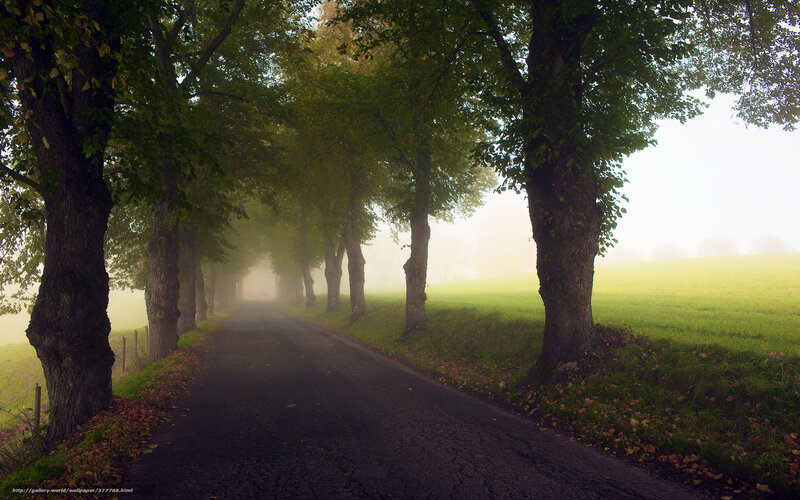 Tree-lined Road in Fog — Green, Serene
