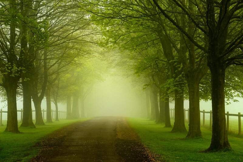 Tree-lined Road in Fog — Green