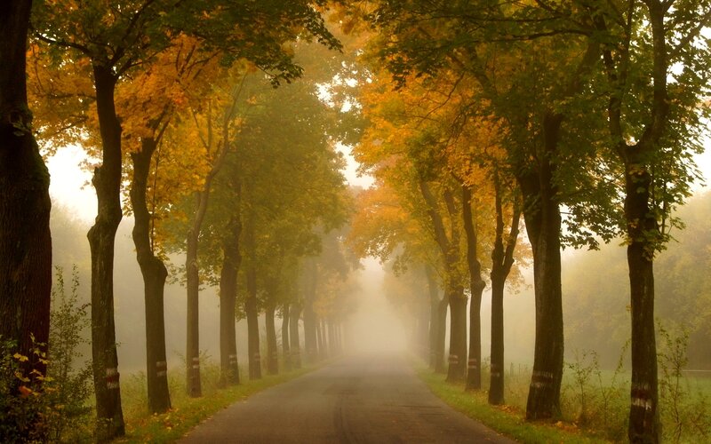 Tree-lined Road in Fog