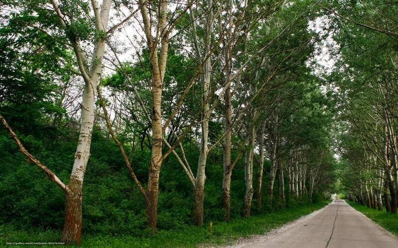 Tree-lined road in forest