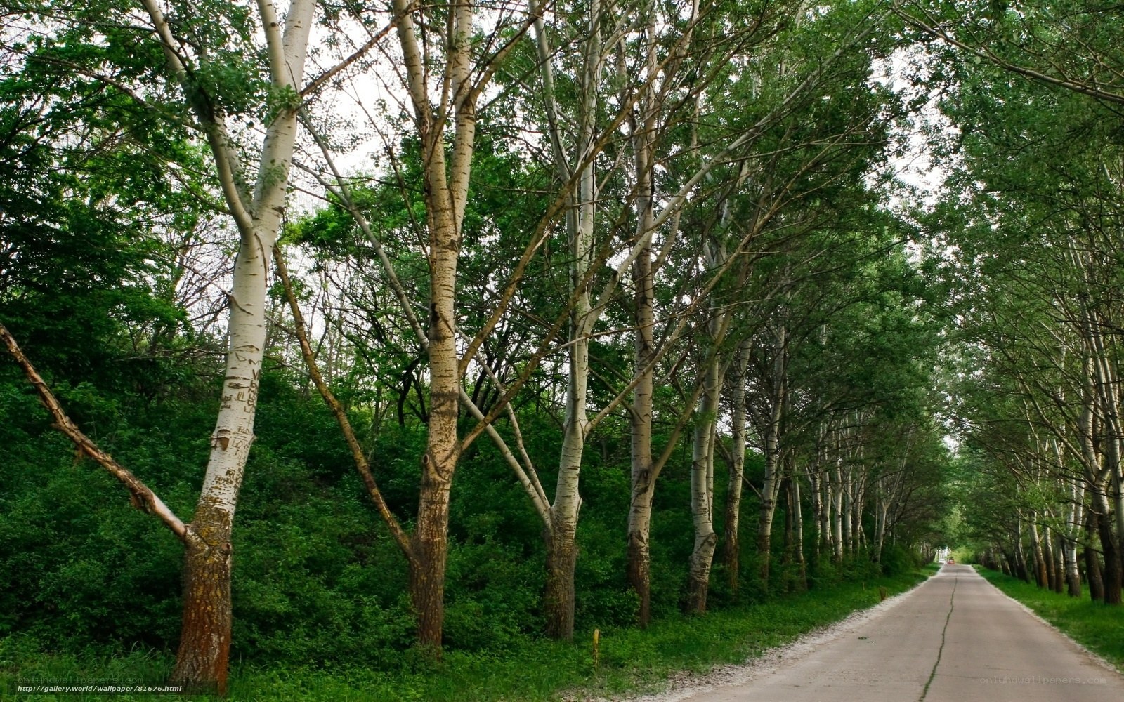 Tree-lined road in forest