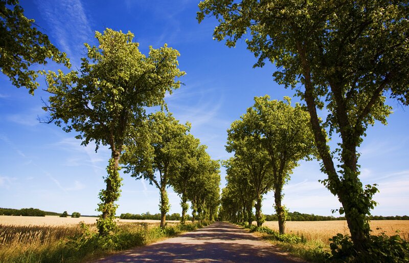 Tree-lined road in golden field