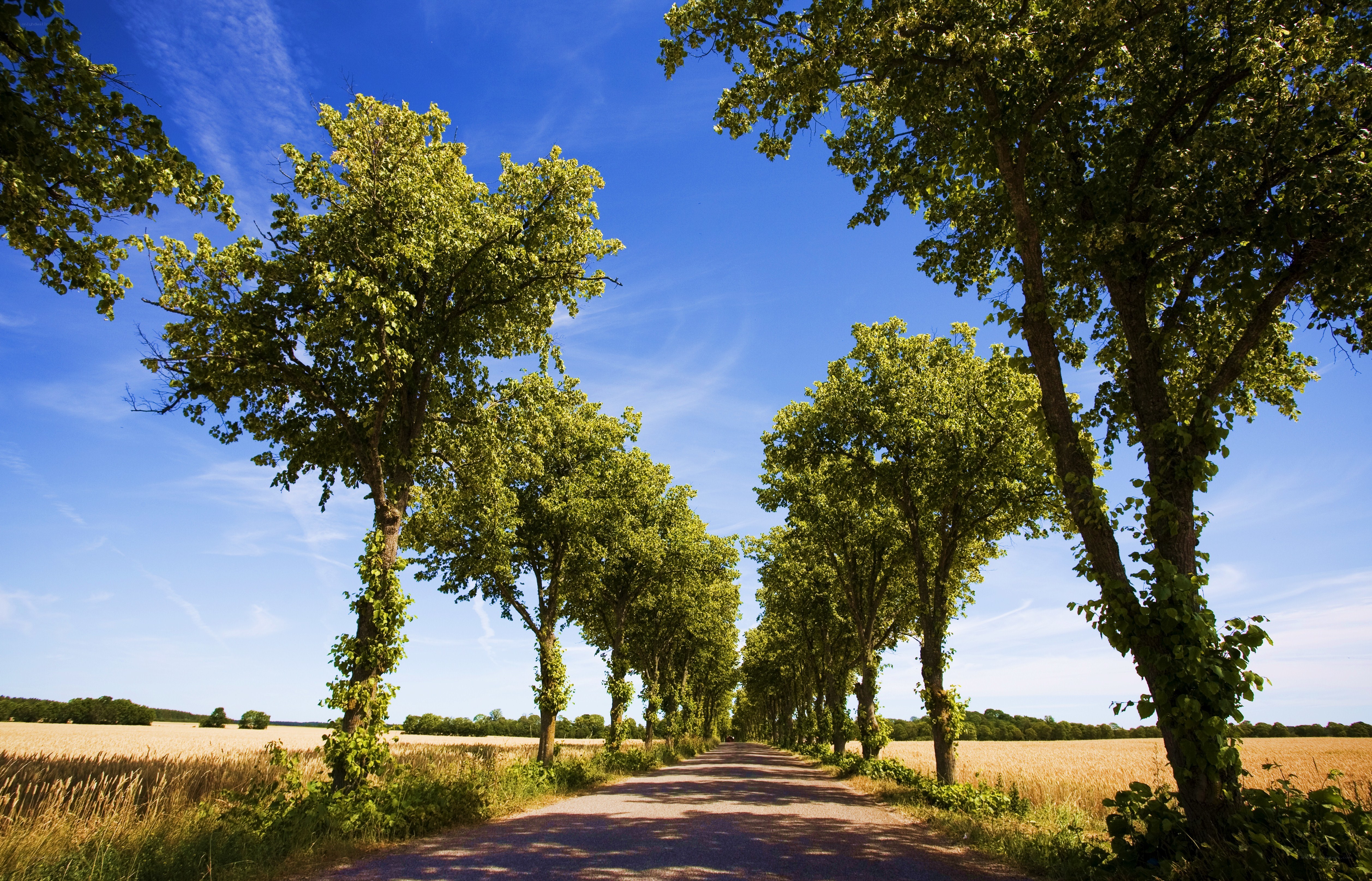 Tree-lined road in golden field