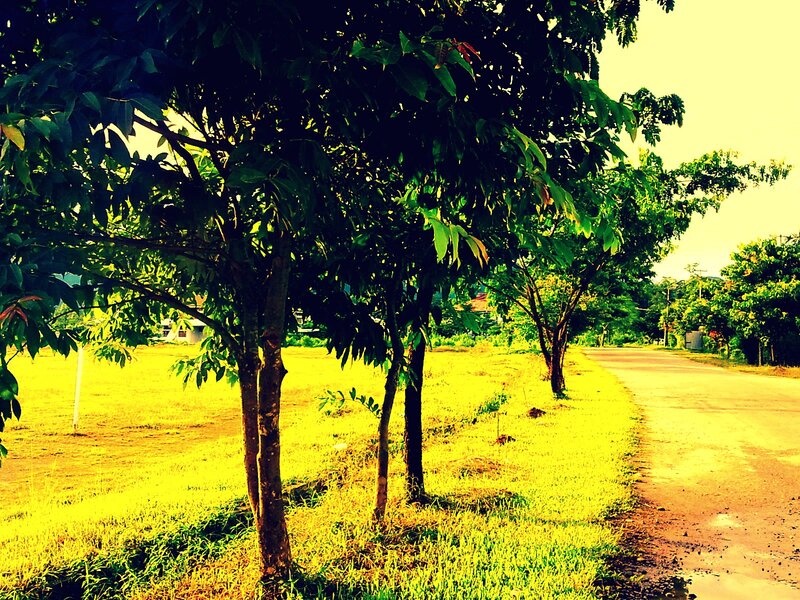 Tree-lined road in golden light