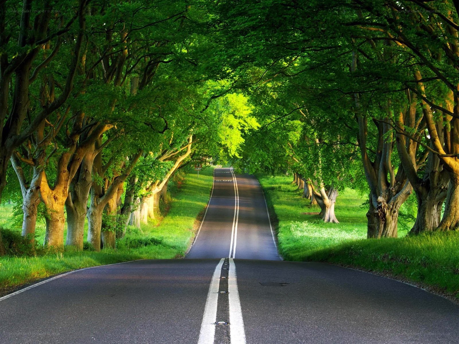 Tree-lined road in green forest
