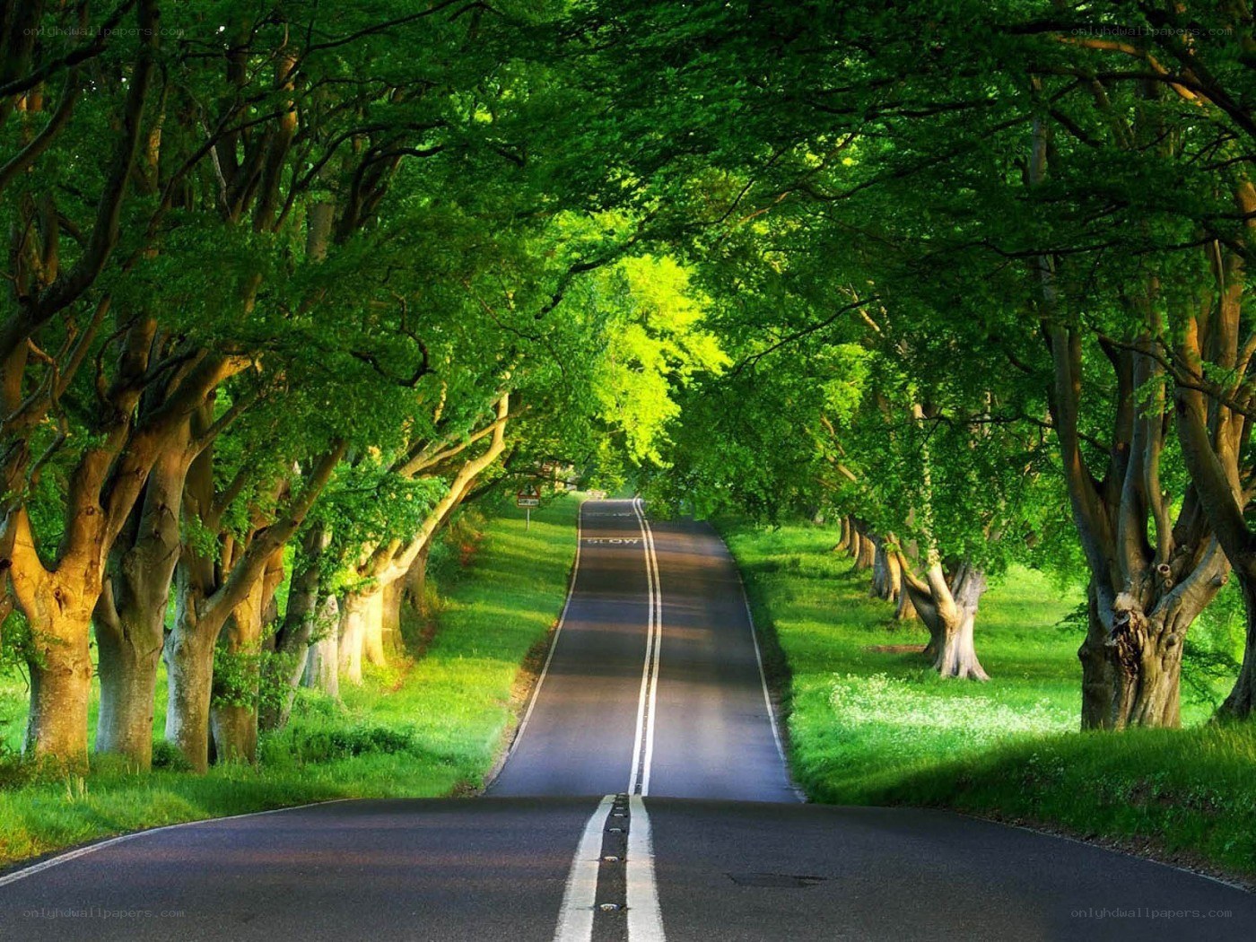 Tree-lined road in green forest