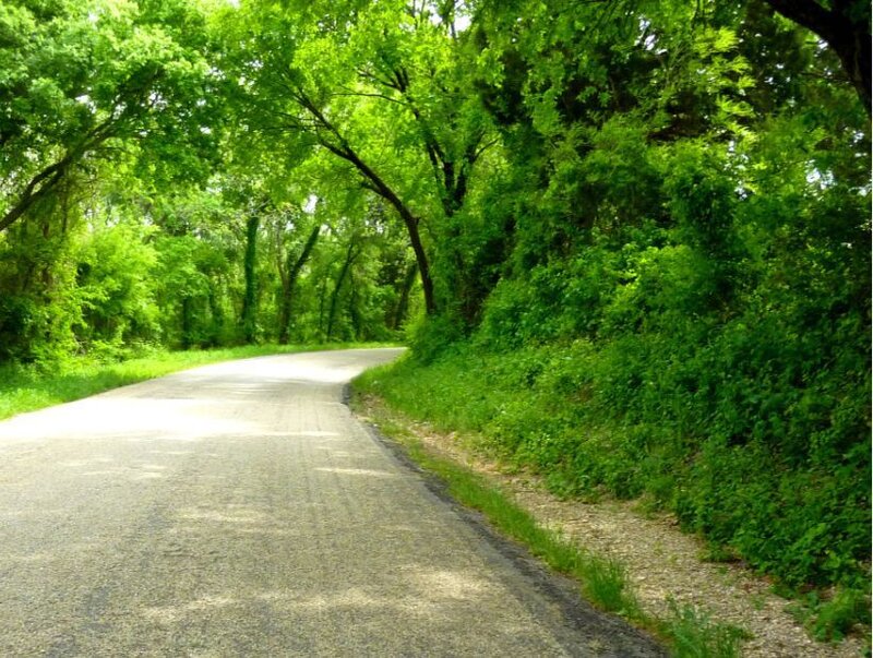 tree-lined road in green forest