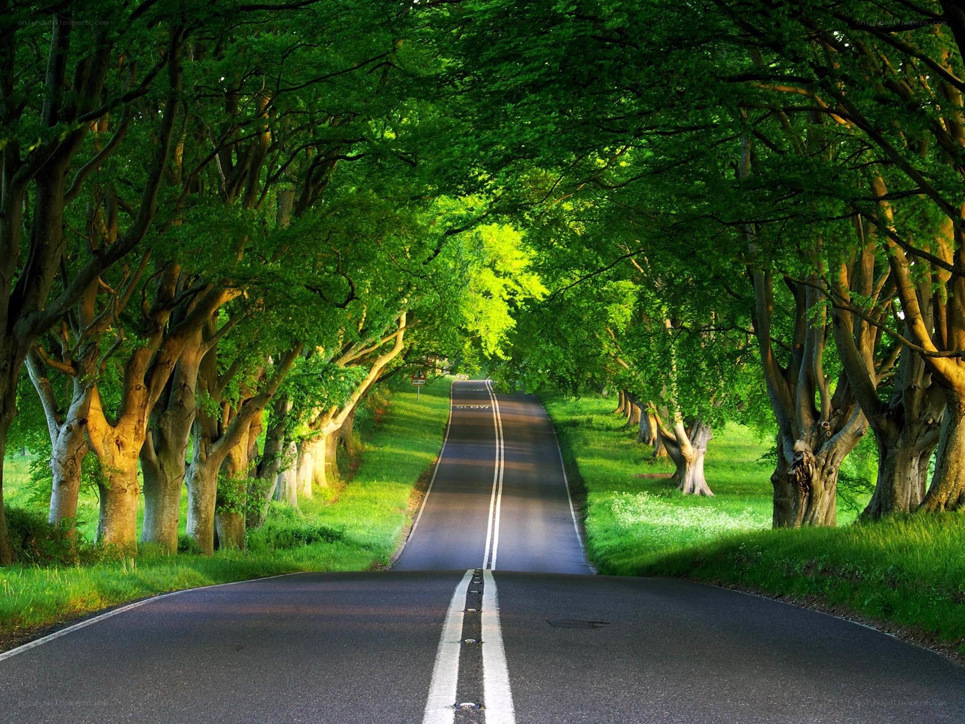 tree-lined road in green forest