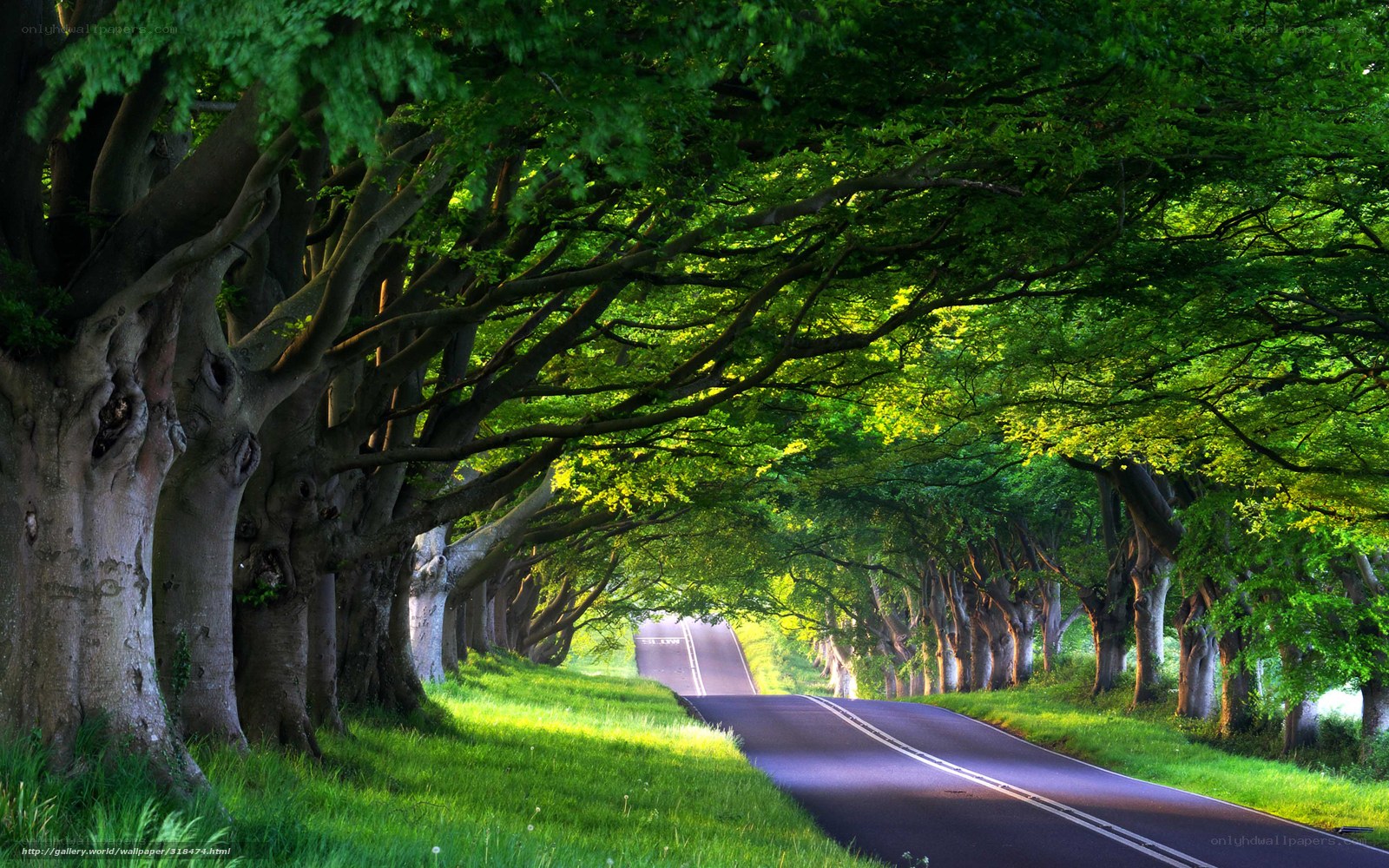 Tree-lined road in green forest
