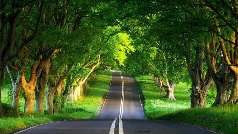 tree-lined road in green forest