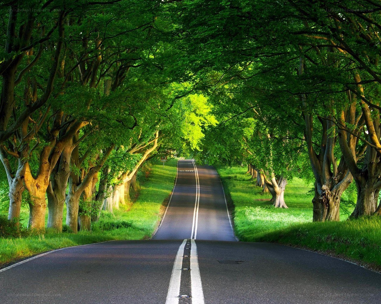 tree-lined road in green forest