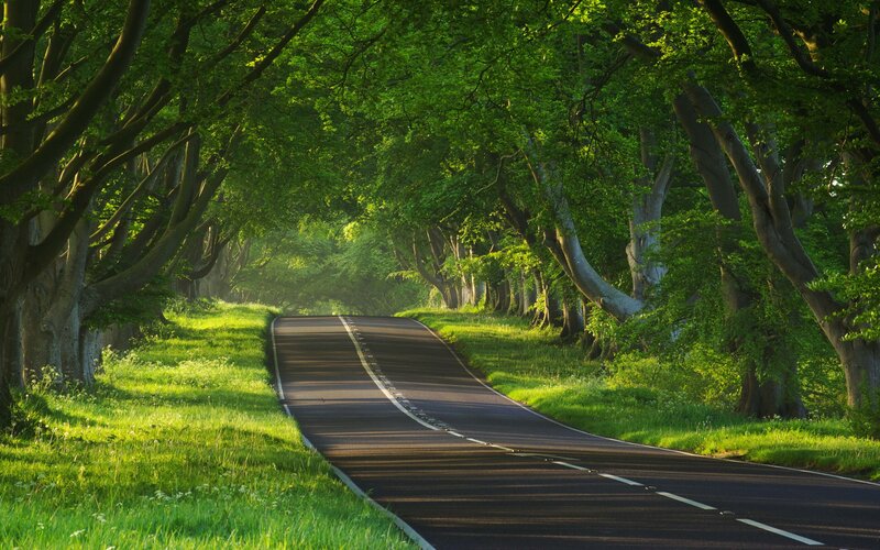 tree-lined road in green forest