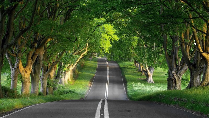 tree-lined road in green forest