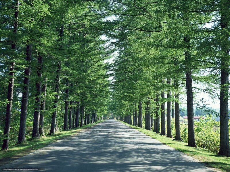 Tree-lined road in green forest