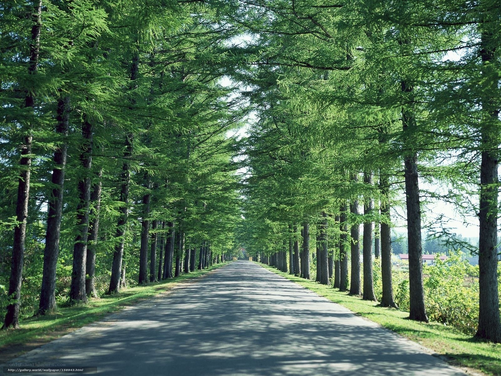 Tree-lined road in green forest