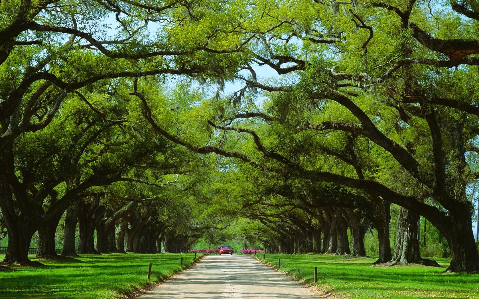 Tree-lined road in Louisiana