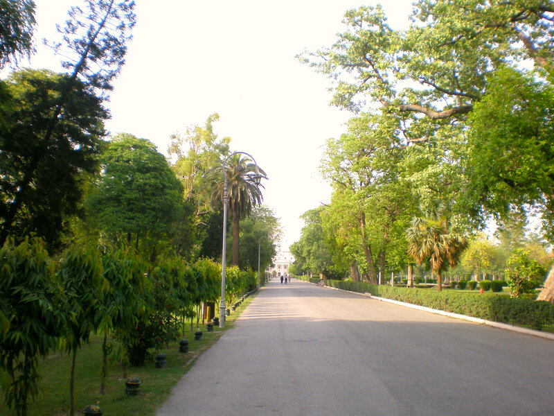 Tree-lined Road in Park