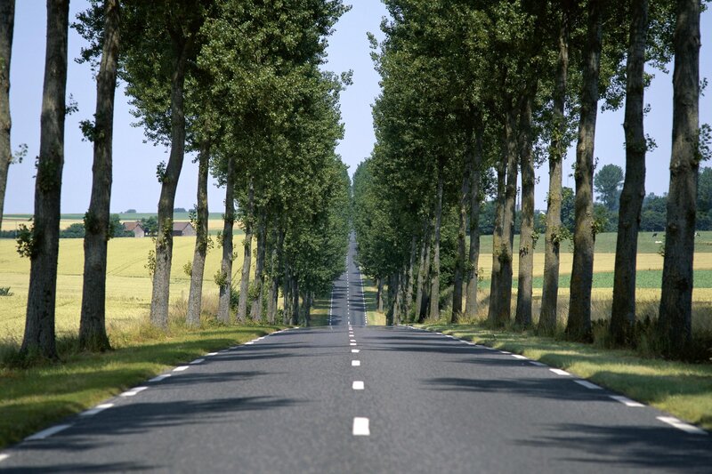 Tree-lined road in rural landscape