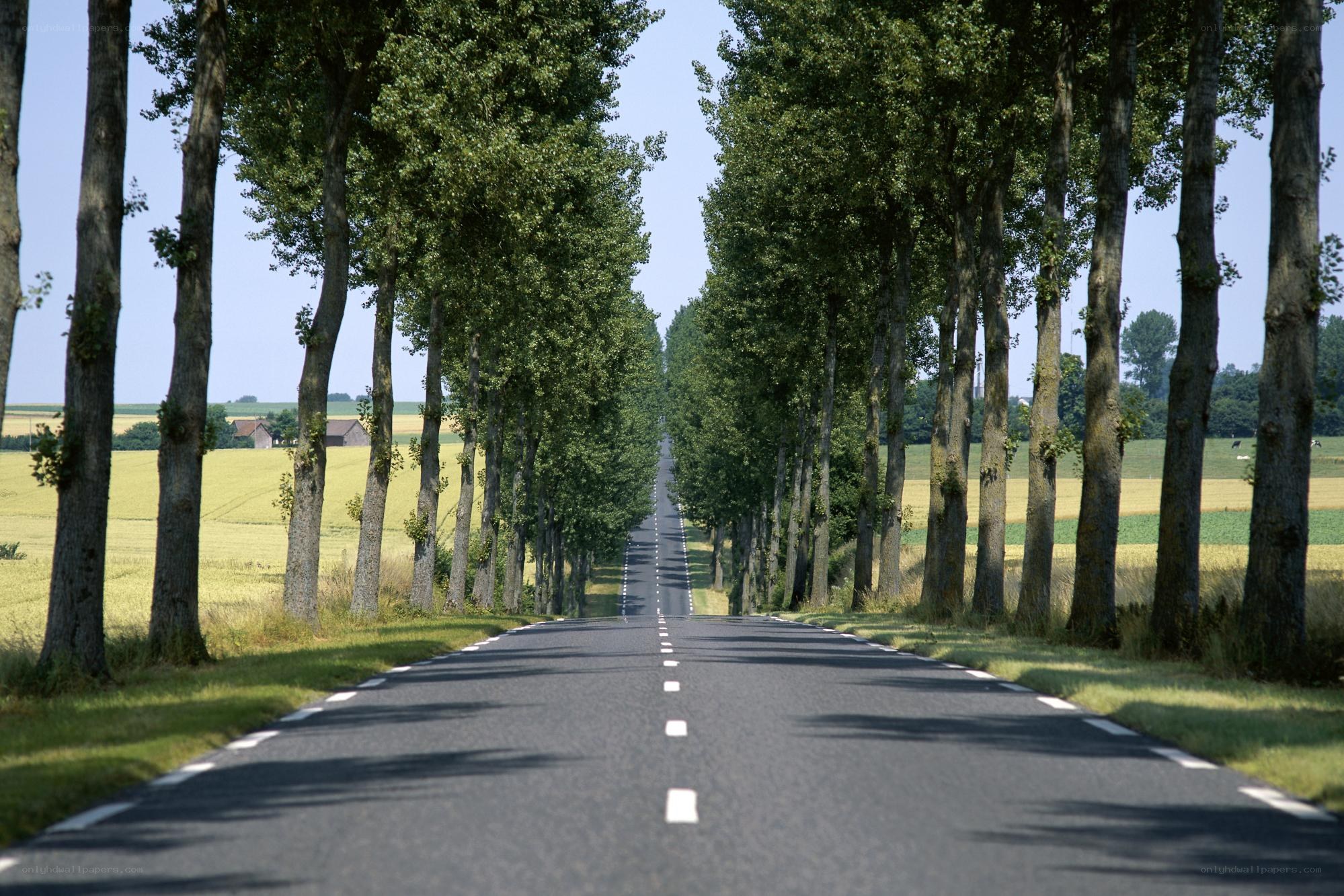 Tree-lined road in rural landscape