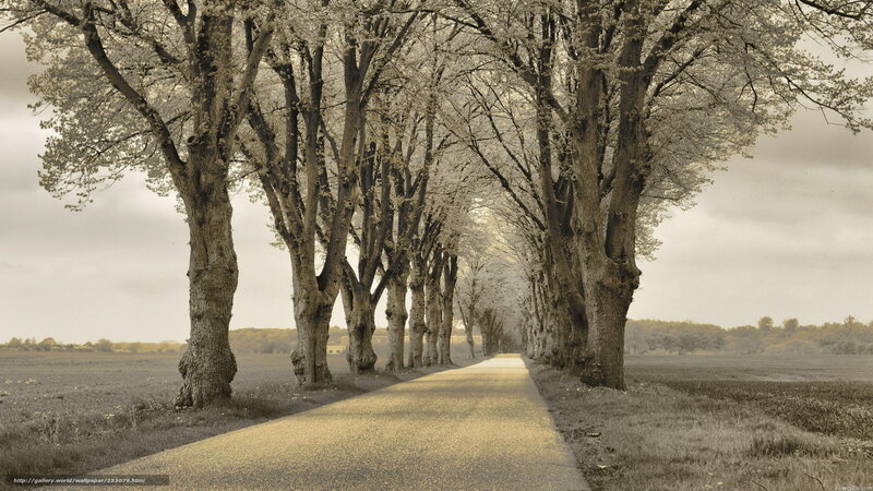 Tree-lined road in sepia