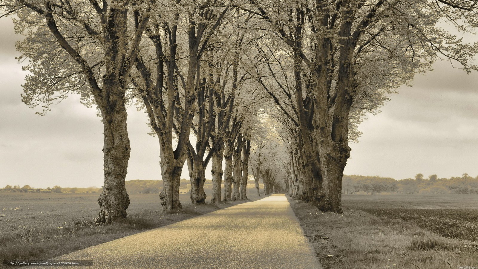 Tree-lined road in sepia