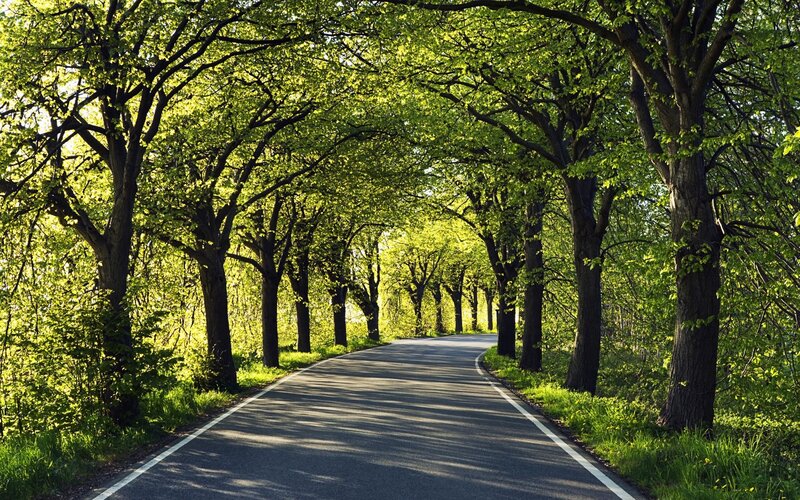 tree-lined road in spring