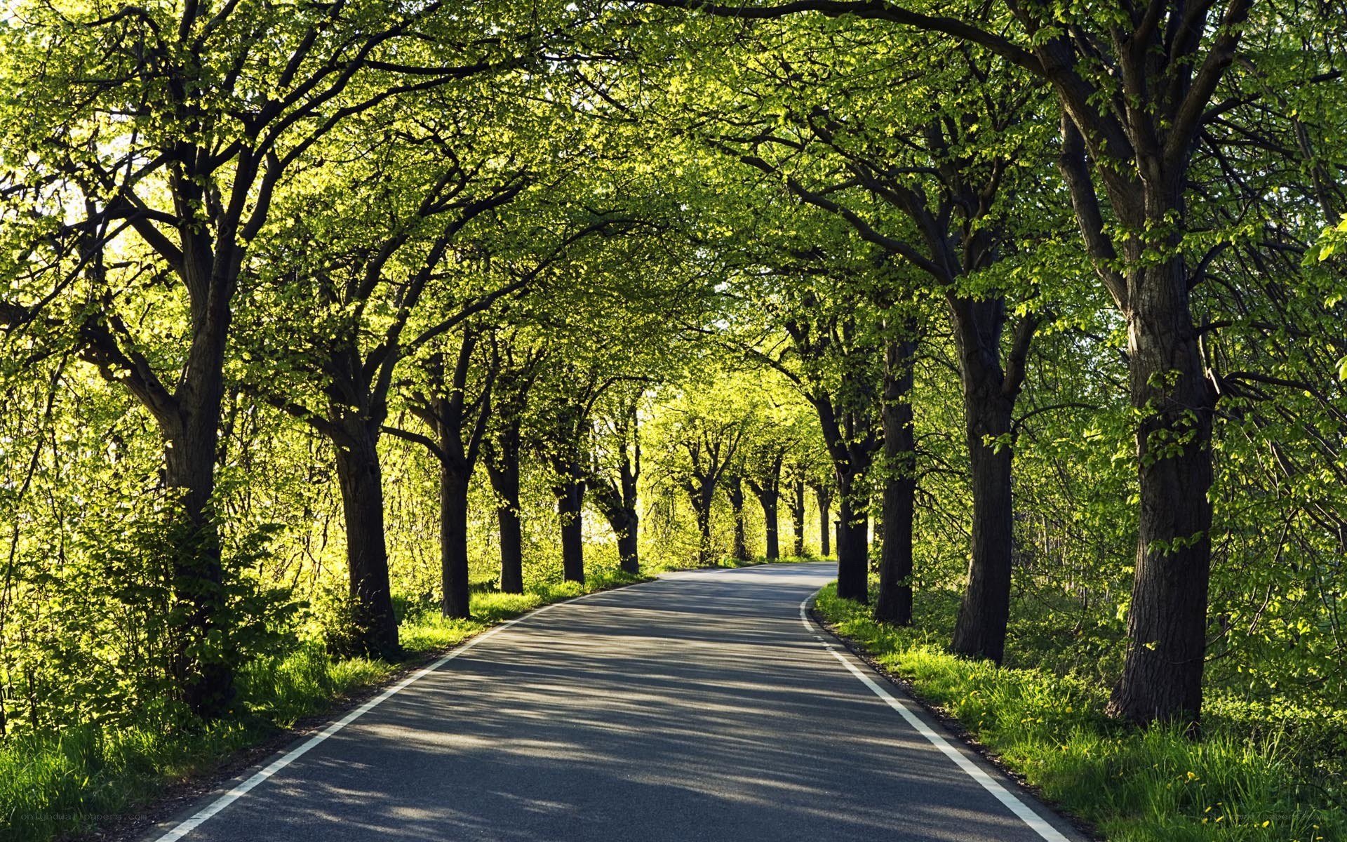 tree-lined road in spring