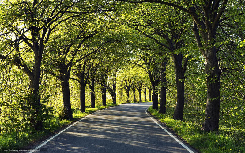 Tree-lined road in spring