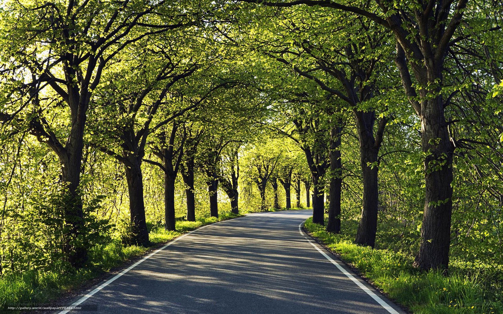 Tree-lined road in spring