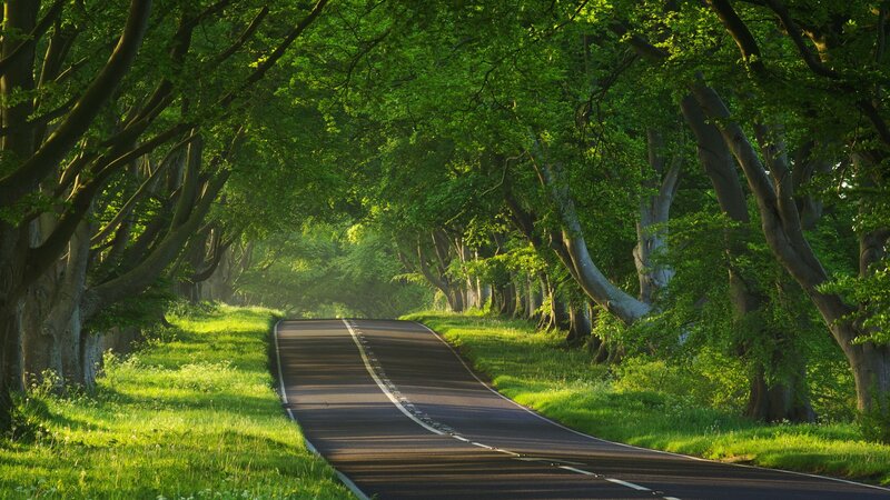 Tree-lined road in sunlight