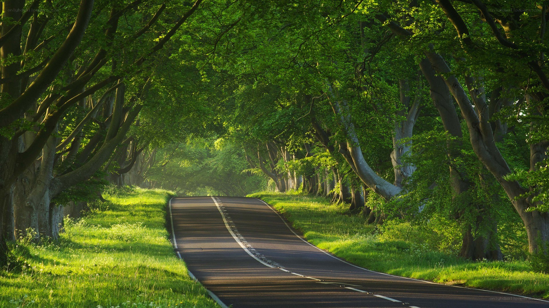 Tree-lined road in sunlight