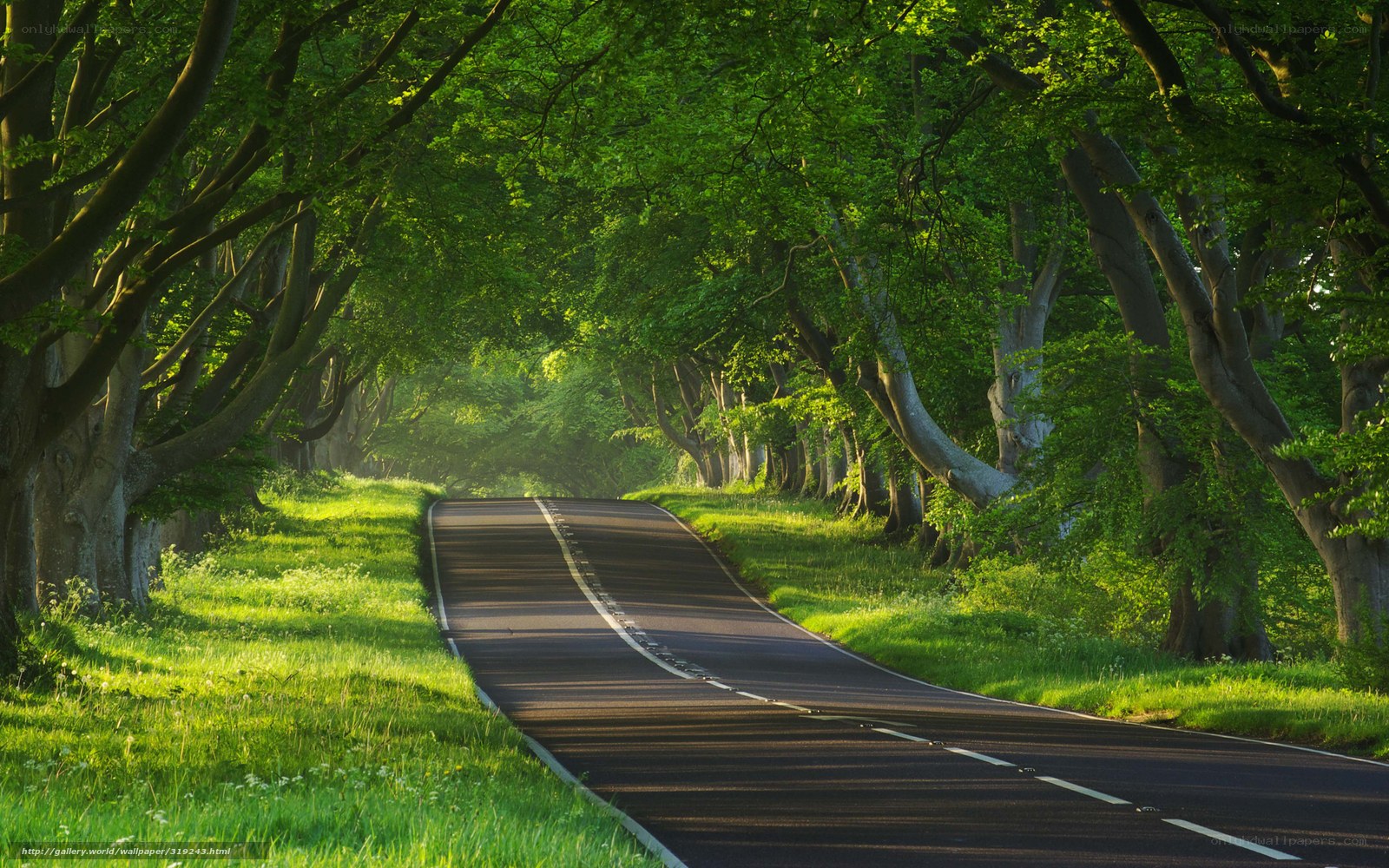 Tree-lined road in sunlight