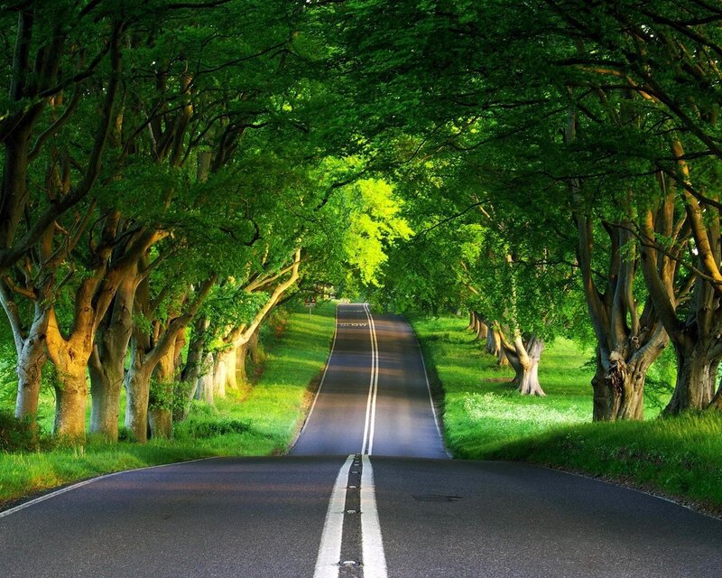 Tree-lined Road — Photograph