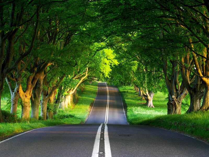 Tree-lined Road
