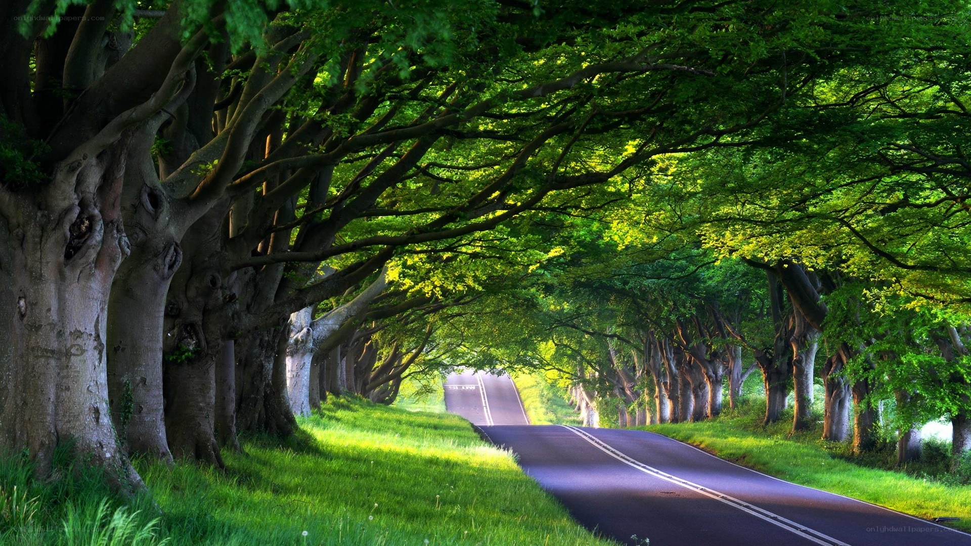 tree-lined road tunnel