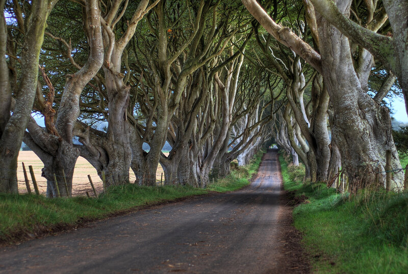 Tree-lined road tunnel