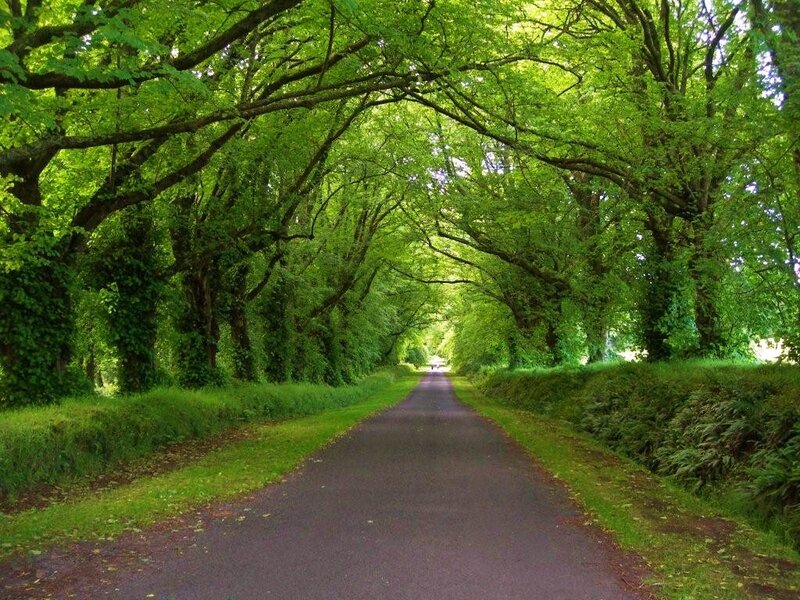 tree-lined road tunnel