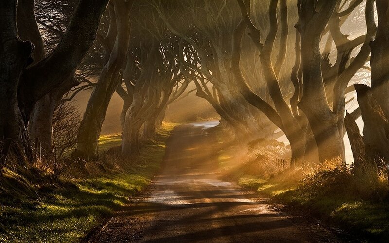 Tree-lined Road Tunnel — Brown, Dramatic