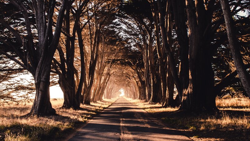 Tree-lined Road Tunnel — Brown, Serene, Sunset