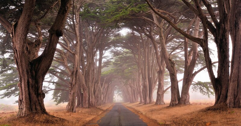 Tree-lined Road Tunnel — Brown, Serene