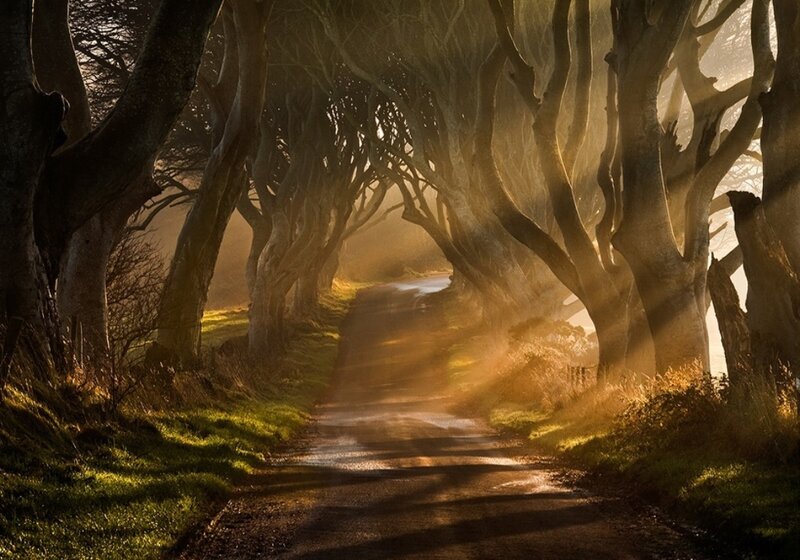 Tree-lined Road Tunnel — Brown