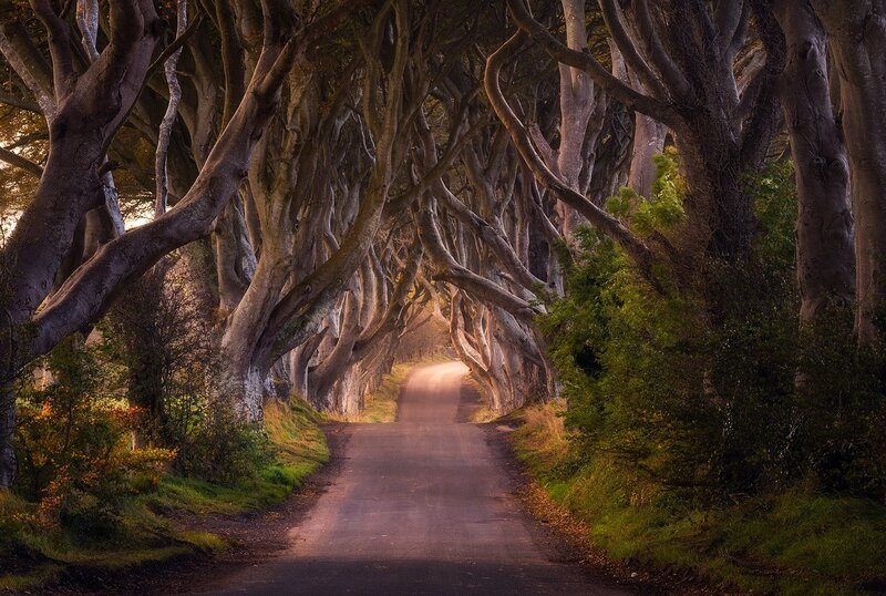 Tree-lined Road Tunnel — Green, Dramatic