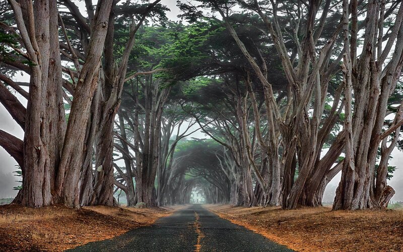 Tree-lined Road Tunnel — Green, Misty