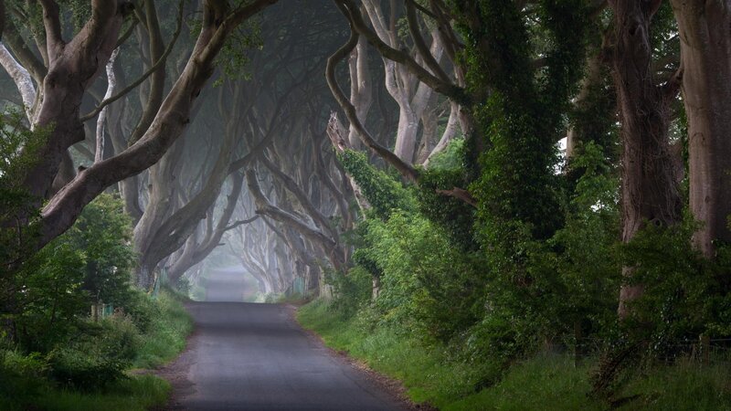 Tree-lined Road Tunnel — Green, Mysterious, Morning